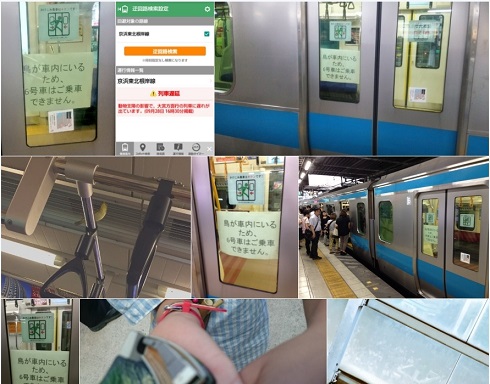 ウグイス　JR　鳥侵入