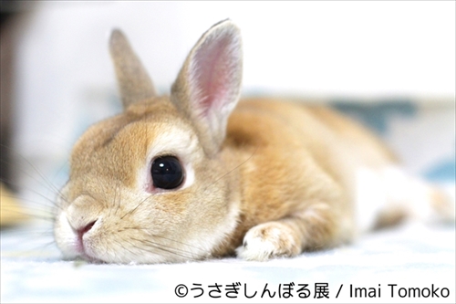 うさぎしんぼる展