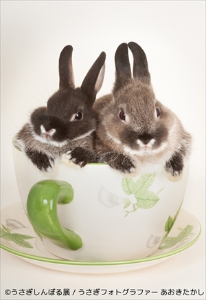 うさぎしんぼる展