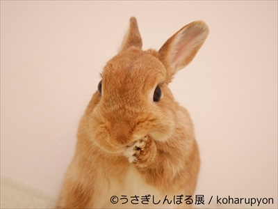うさぎしんぼる展