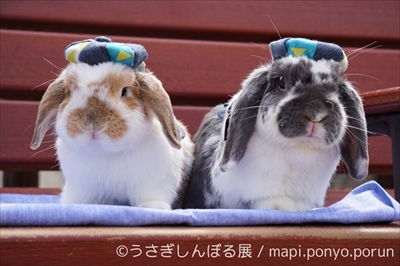 うさぎしんぼる展
