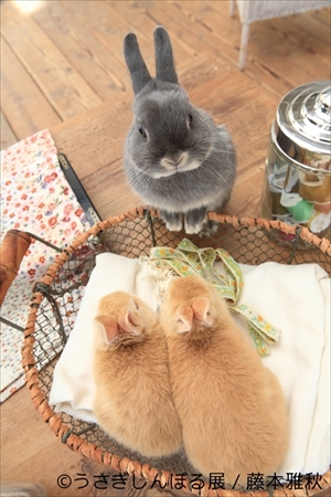 うさぎしんぼる展