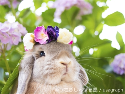 うさぎしんぼる展