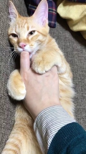 指しゃぶり猫