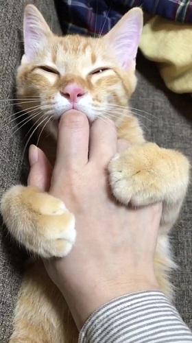 指しゃぶり猫
