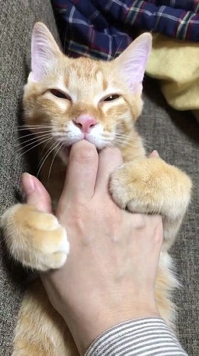 指しゃぶり猫