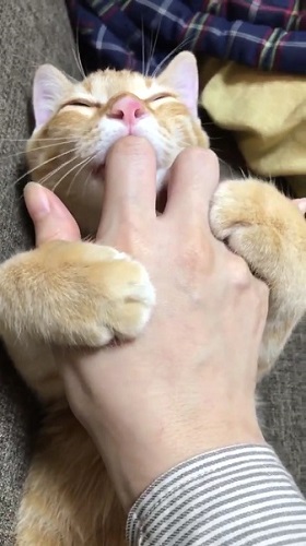 指しゃぶり猫