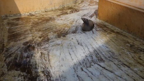 カリフォルニアアシカ・リサちゃんの腹すべり