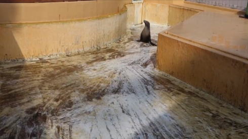 カリフォルニアアシカ・リサちゃんの腹すべり