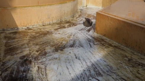 カリフォルニアアシカ・リサちゃんの腹すべり