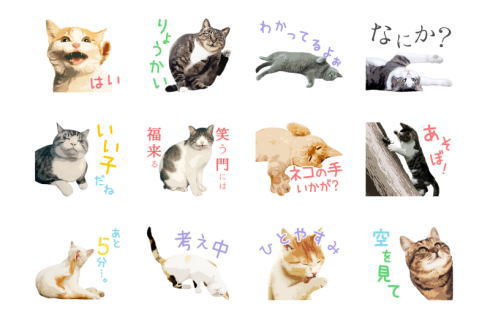 岩合光昭ねこスタンプ