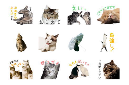 岩合光昭ねこスタンプ