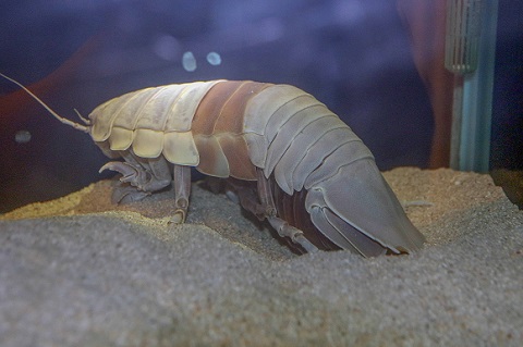 ダイオウグソクムシ