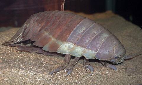 ダイオウグソクムシ