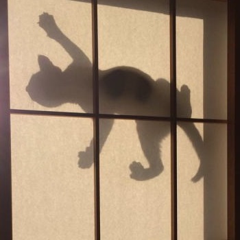 シルエットねこ