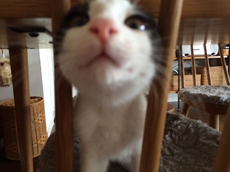 シルエットねこ