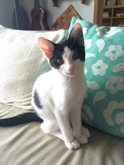 シルエットねこ