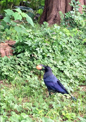 カラス 待って かわいい 待ってくれた