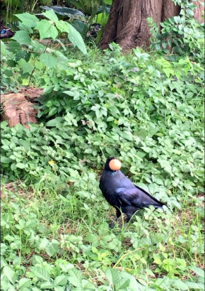 カラス 待って かわいい 待ってくれた