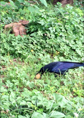 カラス 待って かわいい 待ってくれた