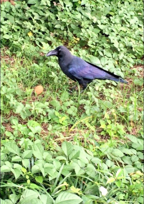 カラス 待って かわいい 待ってくれた