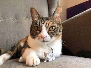 ねとらぼ生物部編集長