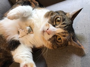 ねとらぼ生物部編集長