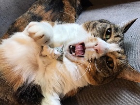 ねとらぼ生物部編集長