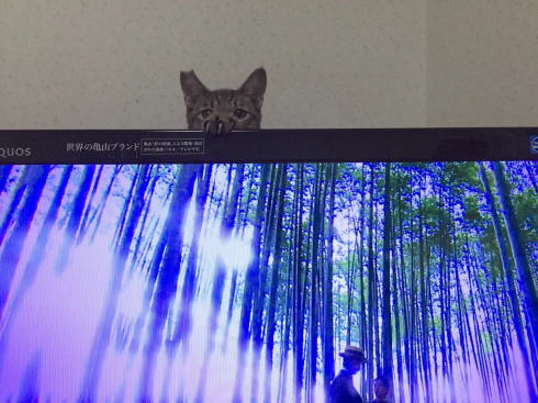 ひょこひょこねこ