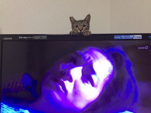 ひょこひょこねこ