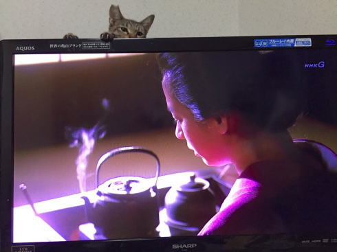 ひょこひょこねこ