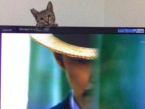 ひょこひょこねこ