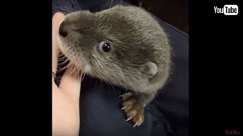 ズーラシア　ユーラシアカワウソ