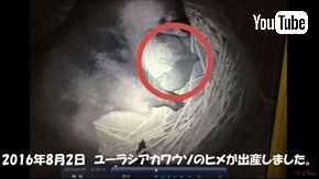 ズーラシア　ユーラシアカワウソ