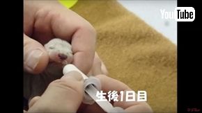 ズーラシア　ユーラシアカワウソ