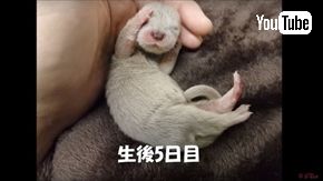 ズーラシア　ユーラシアカワウソ