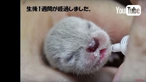 ズーラシア　ユーラシアカワウソ