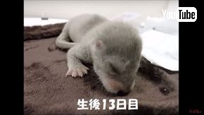 ズーラシア　ユーラシアカワウソ