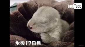 ズーラシア　ユーラシアカワウソ