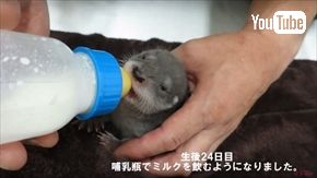 ズーラシア　ユーラシアカワウソ