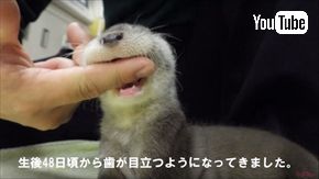 ズーラシア　ユーラシアカワウソ