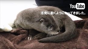 ズーラシア　ユーラシアカワウソ