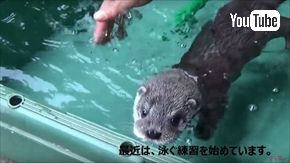 ズーラシア　ユーラシアカワウソ