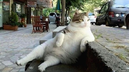 ハチ公先輩に負けじと街を見守るニャン！　トルコの名物猫、銅像になる