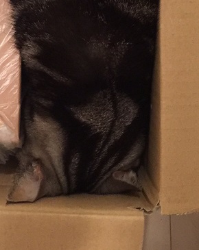 緩衝材　猫　ネコ