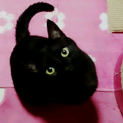 ねとらぼ生物部編集長