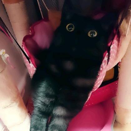 ねとらぼ生物部編集長