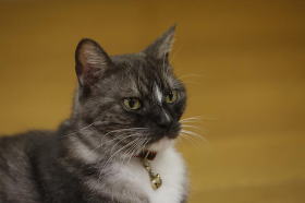 相撲部屋の幸せな猫たち