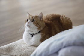 相撲部屋の幸せな猫たち