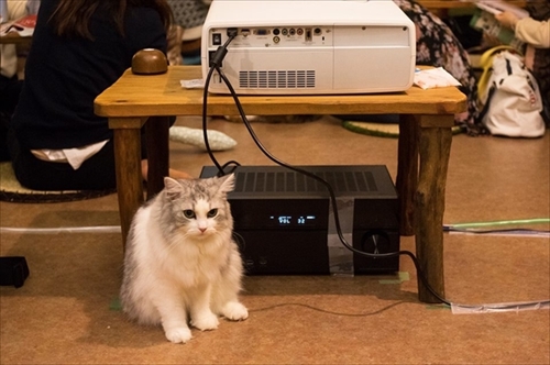 猫の映画上映会